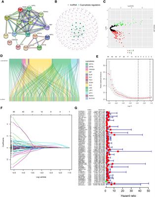 Prediction of prognosis, immune infiltration, and personalized treatment of hepatocellular carcinoma by analysis of cuproptosis-related long noncoding RNAs and verification in vitro